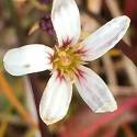 Saxifraga cernua. A small white flower with five petals.